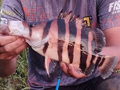 Datnioides Indonesian Tiger Fish 