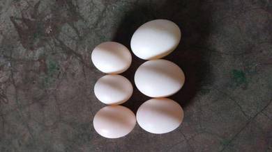 telur burung merpati