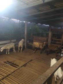 kambing,biri akikah bajet