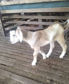 anak kambing Jate 