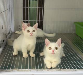 White munchkin kitten