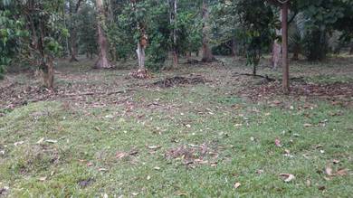 Tanah Kebun di Cakah Dua Setiu Guntung Terengganu