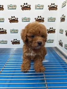 Tiny Poodle toy poodle KL Pet Shop Can Visit Pucho