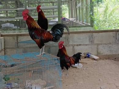 Ayam hutan