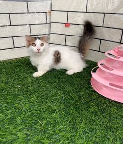 Munchkin longhair kitten