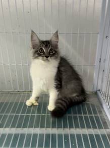 Pure Mainecoon kucing