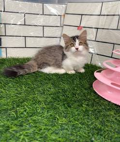 Minuet Napoleon kucing