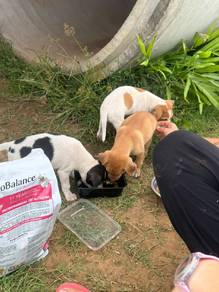puppies for adoption 