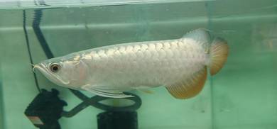 Premium Crossback arowana