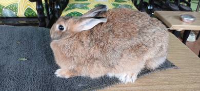 arnab Netherlands dwarf pet quality 