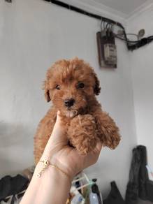 Toy poodle puppy male female
