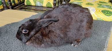 arnab Netherlands dwarf pet quality