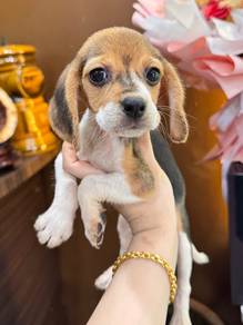 Beagle
