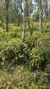land with pokok garuh