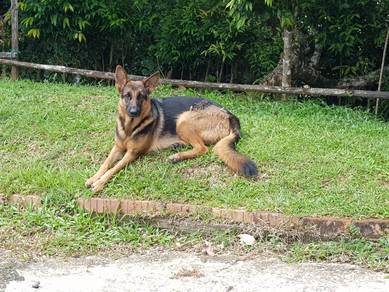 MKA German Shepherd for Sale - Price can Negotiate