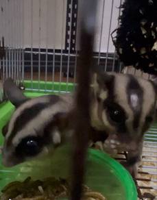 sugar glider jantan