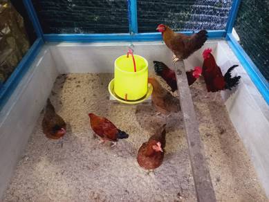 Ayam kg asli tinggal 5 ekor 