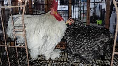 Ayam Pekin Bantam Mini Cochin