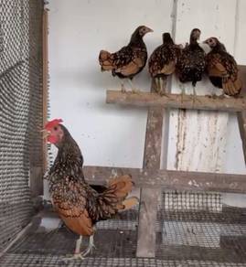 ayam batik gold
