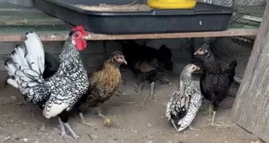 ayam batik silver