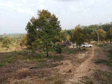 Durian Orchard For Sale (Jementah)