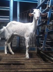 kambing betina 