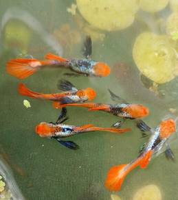 Pair Dumbo ear koi pure strain Guppy