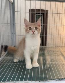 Male Mainecoon kitten