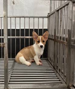 Pure Corgi female puppy