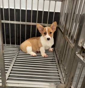 Pure Corgi female puppy