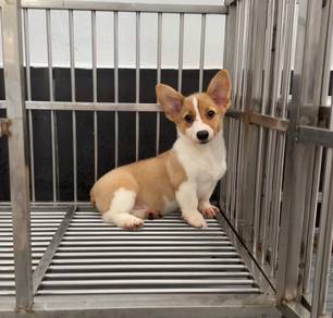 Pure Corgi female puppy