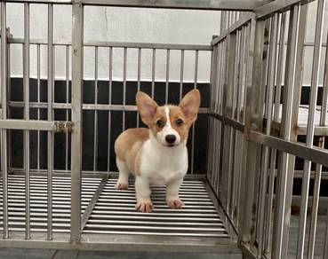 Pure Corgi female puppy