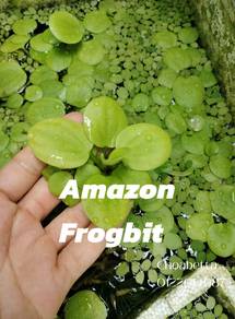 Salvinia, Amazon Frogbit, Water Sprite, hyacinth 