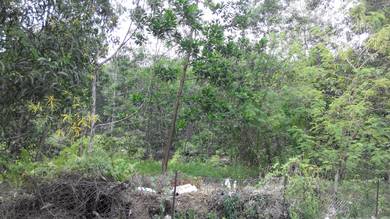 Tanah Bukit Sesuai Untuk Dusun Durian