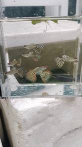 Pair/Wholesale Leopard Pure Strain Guppy