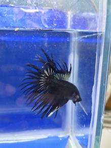 Ikan Laga 