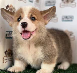 Welsh Corgi