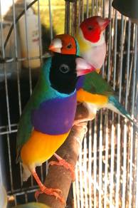 Burung finch 7 warna