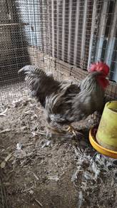 Induk Ayam BPR