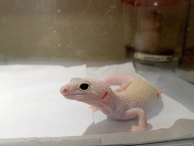 leopard gecko 
