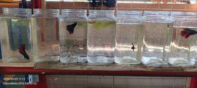 Betta fish ( ikan laga ) yg murah2