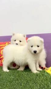 Samoyed quality puppy