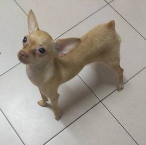 Male or Female Miniature Pinscher Puppies 