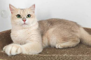 British shorthair