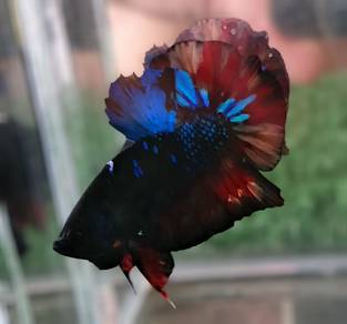 Betta Avatar vampire (ikanlaga)