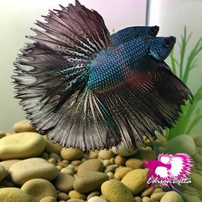 Betta metallic Blue green