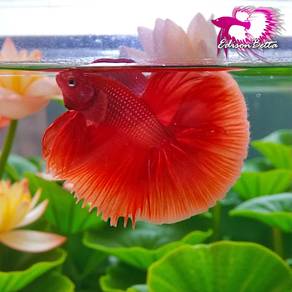 Betta halfmoon Super Red