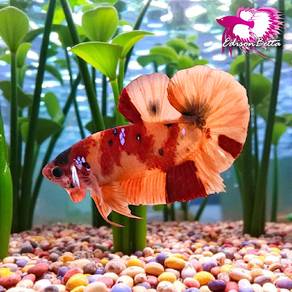 Betta Hmpk Candy (ikan laga)