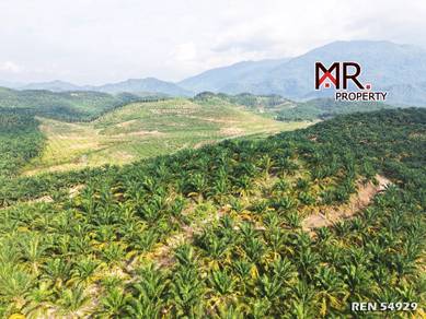 FACING ROAD Oil Palm Agriculture Land Baling FOR SALE