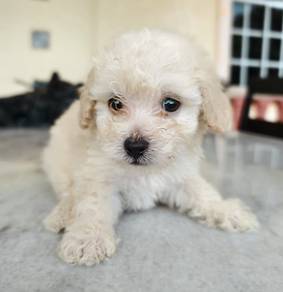 Tiny Toy Poodle